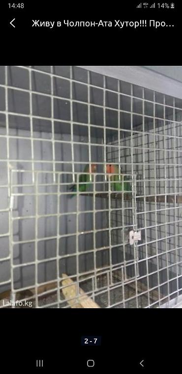разнорабочий джалал абад: Чолпон-Ата Хутор! Продаю волнистых попугаев — 6