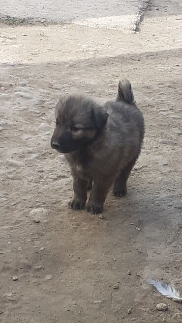 купить собаку охотничью: Бишкек 📍 Новопавловка 

кучук алам дегендер жазыныздар