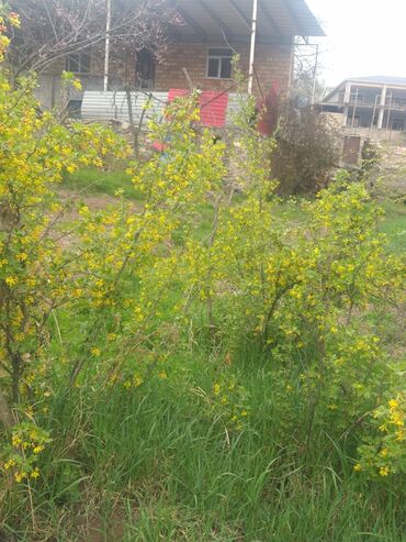 Bağ evlərinin satışı: Çaykənd, 160 kv. m, 5 otaqlı, İnternet, Telefon, Qaz -da lalafo.az — 7 Bağ evlərinin satışı: Çaykənd, 160 kv. m, 5 otaqlı, İnternet, Telefon, Qaz — 7