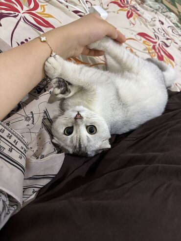 кошка домашняя: Скотиш Фолд (Шотландская вислоухая), 5 месяцев, Девочка, Серый, Приучена к лотку, Проглистована, С прививками