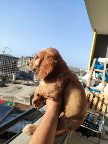 Pişiklər: Şotland yastı qulaq, Erkək, Dişi, Yaxşı əllərə, Ünvandan götürmə, Pulsuz çatdırılma, Ödənişli çatdırılma — 41