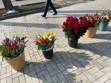 гравий бишкек: Каждый день свежие голландские Розы и тюльпаны 😍😍 Мы находимся по