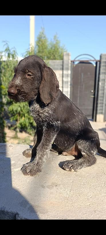 Продажа собак: Щенок с родословной ФСИ (немецкого жесткошерстного Дратхаара) — 6