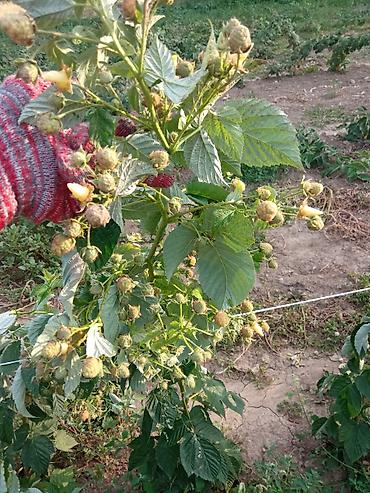 Малина: Малина ремонтантная (сорт — 7