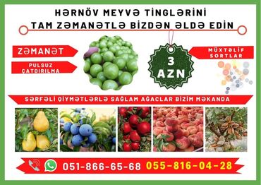 Tinglər: Məhsul: meyvə tingləri Xüsusiyyətlər: - Hər növ meyvə tingləri — 1