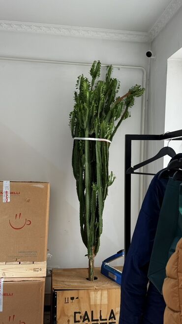 многоярусная подставка для цветов: Высокий комнатный кактус - Примерная высота растения: около 2–2,3 м