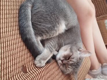 Pledlər: Rəng - Bənövşəyi Mikrofiber Pled -da lalafo.az — 9 Pledlər: Rəng - Bənövşəyi Mikrofiber Pled — 9