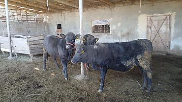 Коровы, быки: Продаю | Бык (самец) | На откорм | Привязанные — 2