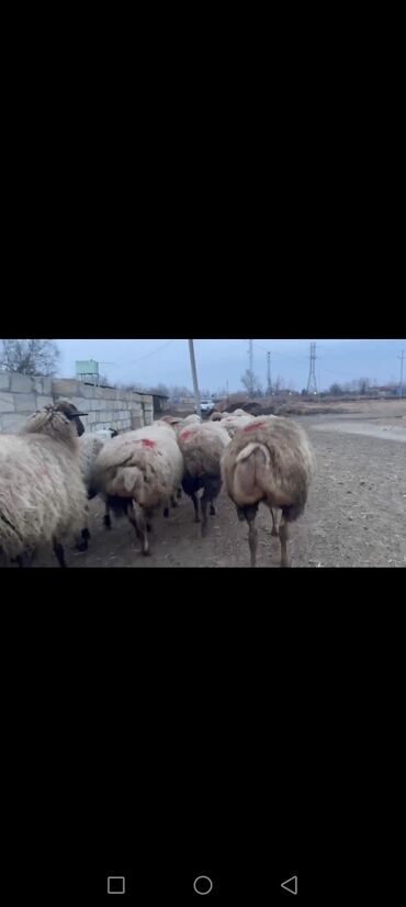 ətlik toyuq cinsləri: Dişi, il: 2, 80 kq, Damazlıq, Ünvandan götürmə