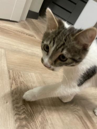 Отдам даром кошку: Кошка даром: Сибирская, 3 месяца, Мальчик, Приучена к лотку — 2