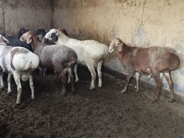 продается жилой дом в село арашан: Бараны, овцы