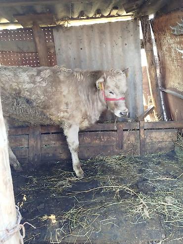 Коровы, быки: Продаю | Тёлка | Полукровка | На откорм | Привязанные — 4