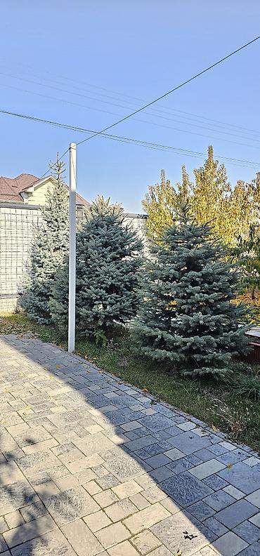 тарелочка для украшений: Ель голубая - Хвойные деревья с плотной конической кроной и — 4