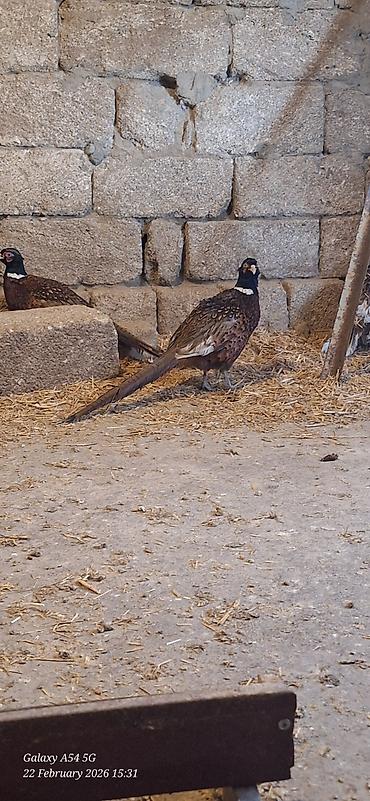 Digər quşlar: Qirqovul Xoruzlar satilir — 7