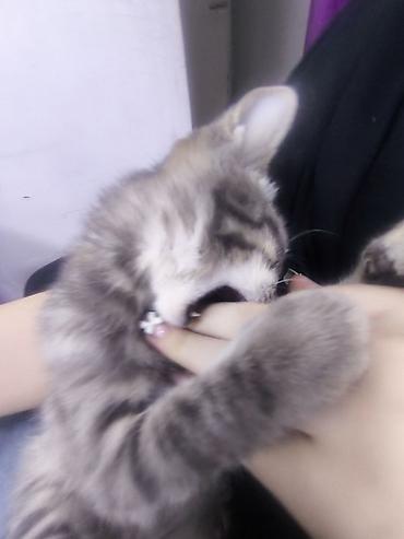 кошки свинкс: Кошка даром: Беспородная, 1 месяц, Девочка, Приучена к лотку — 8