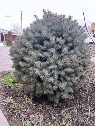 голубая ель купить: Семена и саженцы Ели, Самовывоз