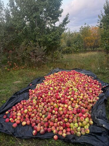 саженцы плодовых: Семена и саженцы Яблоня, Самовывоз, Платная доставка