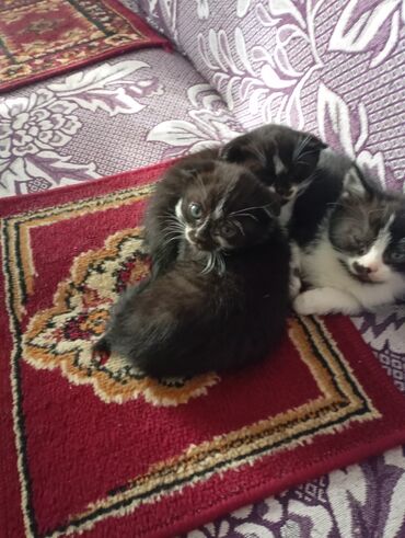 Продажа кошек: Котята от домашней кошки с вислыми ушками (на фото мама). Окрас у — 6