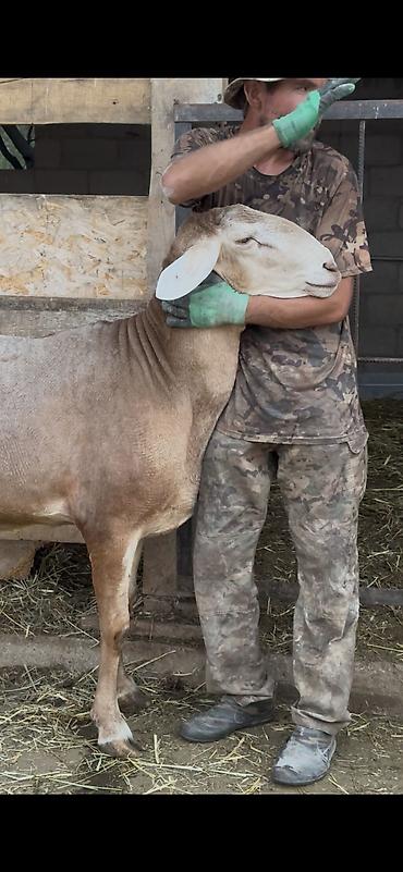 продаю тюк: Продаю | Баран (самец) | Арашан | Для разведения | Племенные — 1