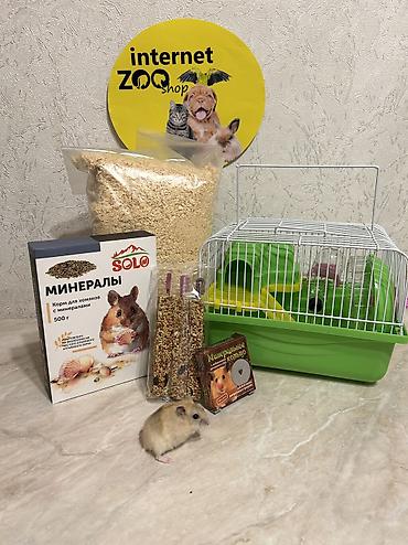 Хомяки: Продаются хомячки ручные. В нашем питомнике вы можете приобрести — 29