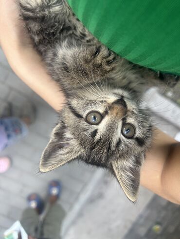 бесплатно кошка: Кошка даром: Беспородная, 1 месяц, Девочка, Приучена к лотку