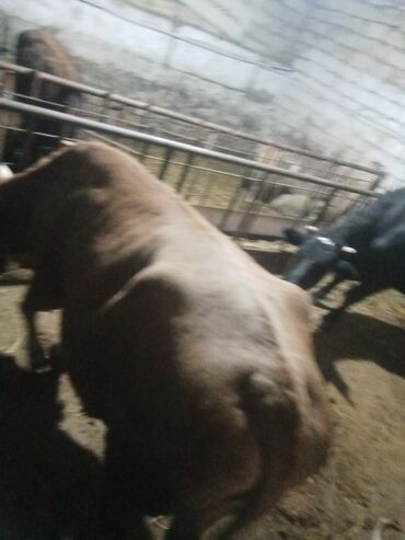 Inəklər, öküzlər: Dişi, il: 2, 540 kq, Ətlik, Ödənişli çatdırılma — 6