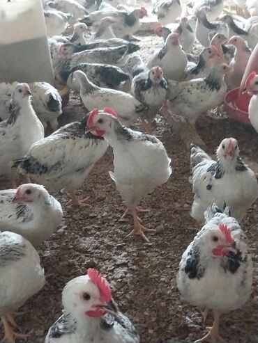 bugda toxumu: Toyuq, Adler, Damazlıq, Ünvandan götürmə