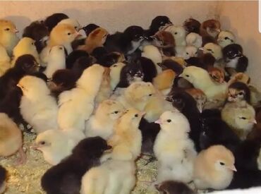 животные в зоомагазине: Понимаю заказы на домашних суточных цыплят вылуп 8 марта а также