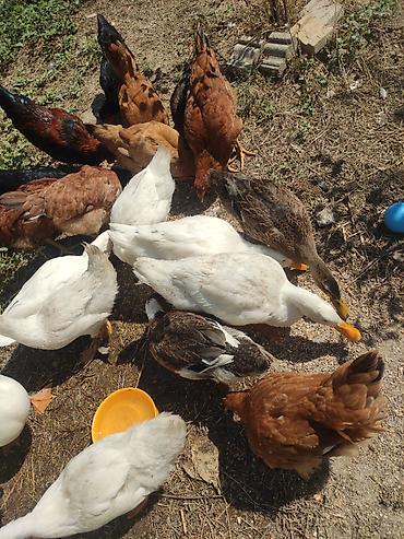 ördək qaz: Təcili ördək satılır böyükduler 9 eded qalib 9 AZN biri — 4