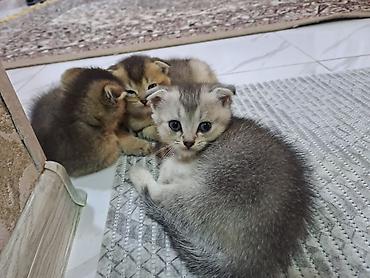 Pişiklər: Şotland yastı qulaq, Erkək, Dişi, Yaxşı əllərə, Ünvandan götürmə, Pulsuz çatdırılma, Ödənişli çatdırılma — 1