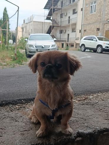 kangal itləri: Pekines, 1 il, Erkək, Ünvandan götürmə — 9
