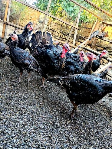 Digər quşlar: Allah herkesin xeyrini versin. Gördüyünüz oz qapinin hinduwkalarindan — 13