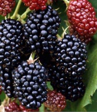 gencede islenmis ev esyalari: Qara və qırmızı moruq ağacları əkılən il bar verir 5 azn qara moruq 3 — 4