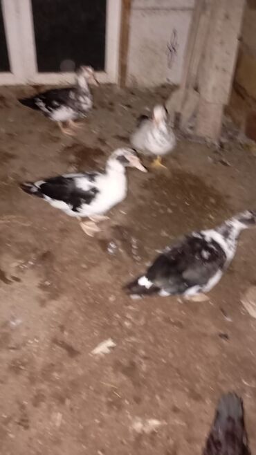 cins inekler: Lal ördək satılır 5ayliqdi 5denedi hər biri 15manatdi 1erkek 4disidi