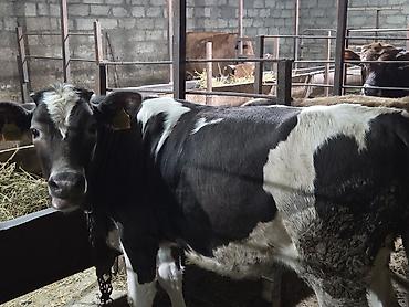 sabran inəy: Holştin cinsli dana dişi.damazliq ücün super sort — 3