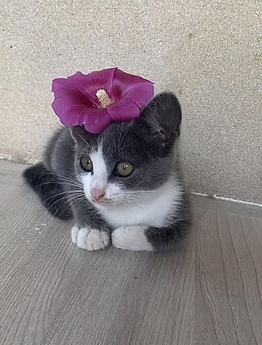 piwik satilir: SAHIBLENDIRILIR Wirin piwik balalari .Ana Persata kuce😏piwiyi.(Arada — 5