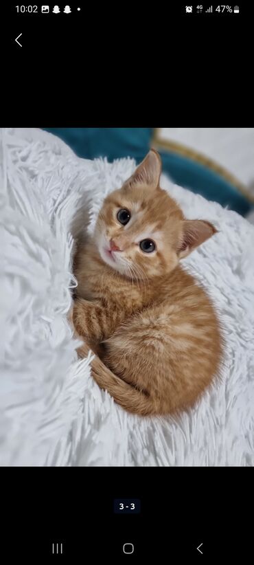 голубая сибирская кошка: Все, кто когда-либо держал рыжих кошек, сходятся во мнении, что нет