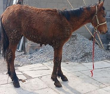 Лошади, кони: Продаю | Кобыла (самка) | Рабочий — 2