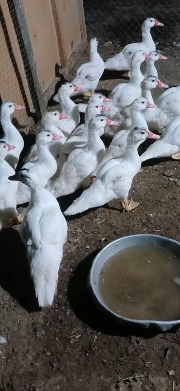 Коровы, быки: 19 eded lal ördek balası