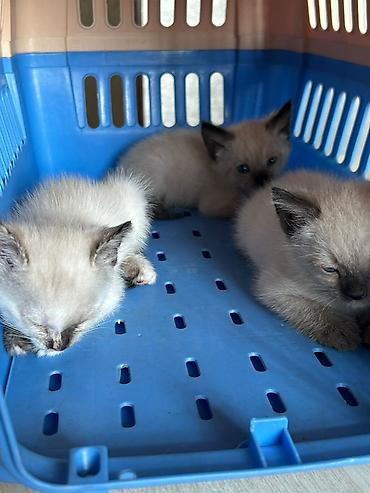 Продажа кошек: Сиамская, 1 месяц, Девочка, Белый, Приучена к лотку — 3