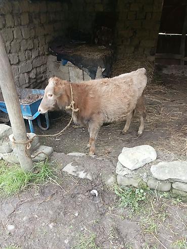 mal qara satisi: Satış üçün buzov - Növ: mal-qara, buzov - Rəng: açıq-qonur - — 1
