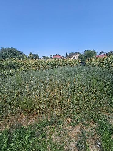 Продажа участков: 9 соток, Для строительства, Красная книга, Договор купли-продажи at lalafo.kg — 4 Продажа участков: 9 соток, Для строительства, Красная книга, Договор купли-продажи — 4