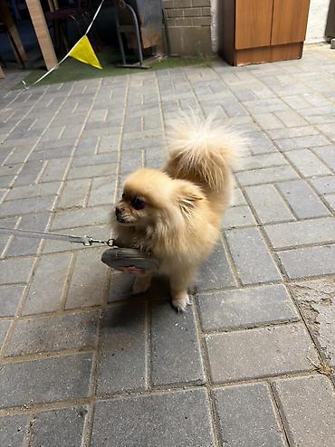 heyvan sekilleri yukle: 🐶 Satılır – Çox Şirin Dişi Pomeranian (Spitz) 🐶 2 yaşlı, dişi, çox — 8
