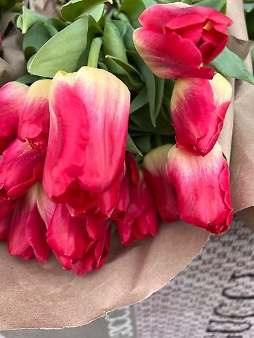 Другие товары для дома: Цветы Голландские Тюльпаны Оптом! Из Голландии получаем — 18