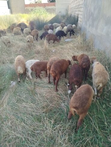Qoyunlar, qoçlar: Erkək, Qala, il: 1, 10 kq, Damazlıq, Ünvandan götürmə lalafo.az -da Qoyunlar, qoçlar: Erkək, Qala, il: 1, 10 kq, Damazlıq, Ünvandan götürmə