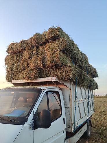 Кастра 130 тюков at lalafo.kg Кастра 130 тюков