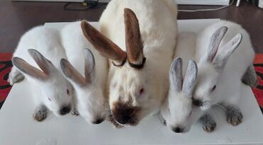 кролики в бишкеке цена: Продаю | Крольчата | Калифорнийская | Для разведения