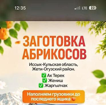Абрикосы Оптом
