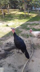 yerli cins inekler: Erkək, Amerika, Damazlıq, Ünvandan götürmə