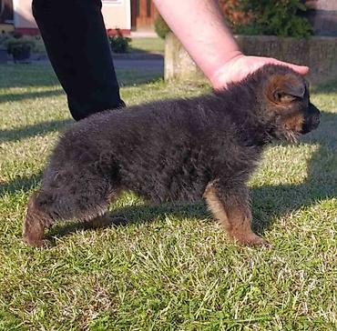 Pets & Animals: Na prodaju 2 ženska šteneta Nemačkog ovčara, lepog eksterijera sa — 6